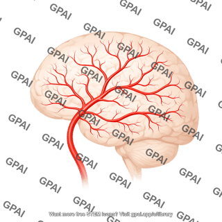 Arteries brain sagittal in brain