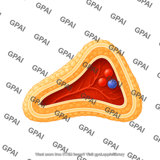 Adrenal gland right