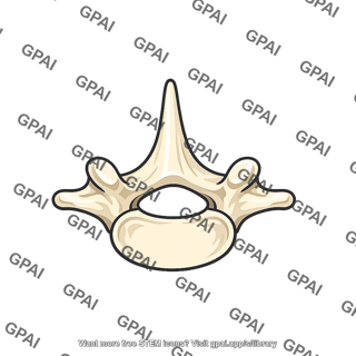 Vertebra