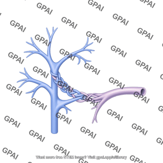 Portal vein ehpvo
