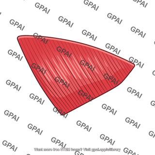 Masseter muscle superficial part