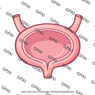 Bladder hypertrophied