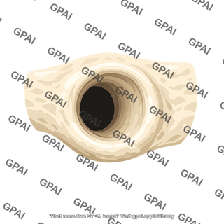 External acoustic meatus bony