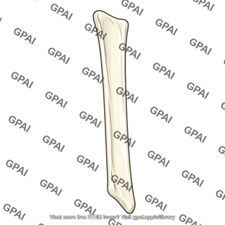 Medial surface of fibula