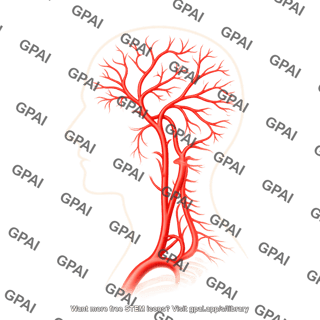 Arteries of head and neck lateral head