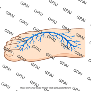Venous arch dorsal foot