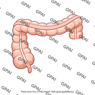 Large intestine