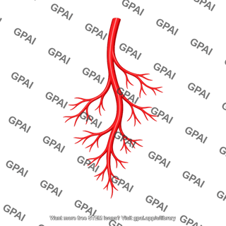 Branching artery