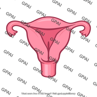 Uterus