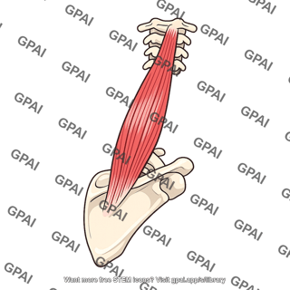 Levator scapulae