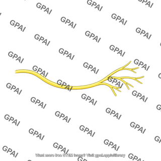 Superficial branch of ulnar nerve