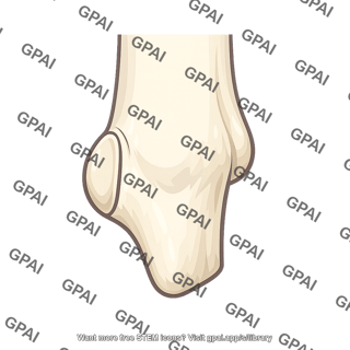 Medial malleolus