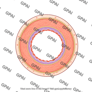 Vessel cross section elastic artery
