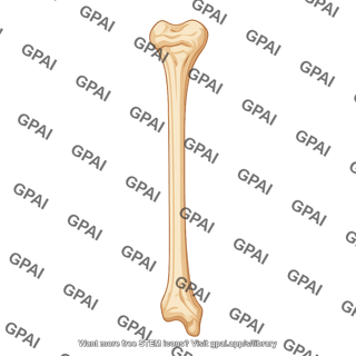 Tibia anterior