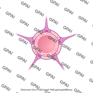 Blood brain barrier cross section