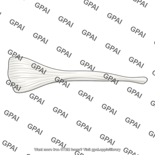 Semimembranosus tendon