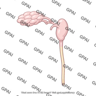 Lacrimal apparatus