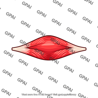 Interosseous muscle