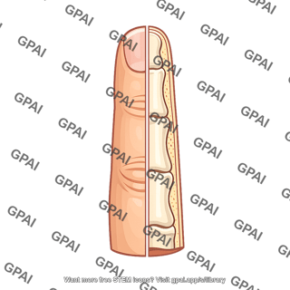 Medial half of ring finger