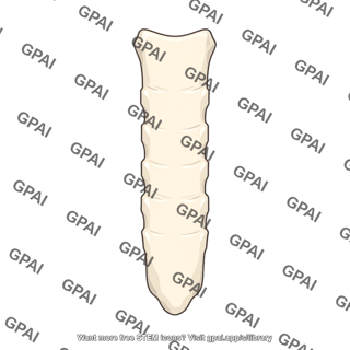 Body of sternum