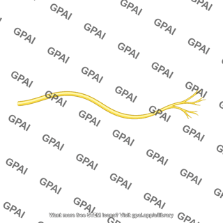 Peripheral nerve branch