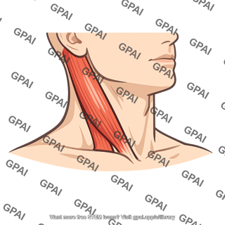 Sternocleidomastoid region