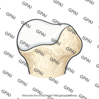 Lateral femoral condyle