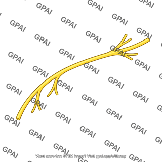 Branching nerve