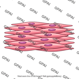 Intestinal smooth muscle