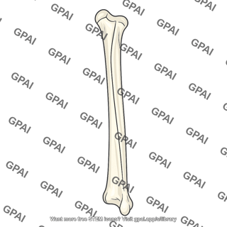 Ulna bone