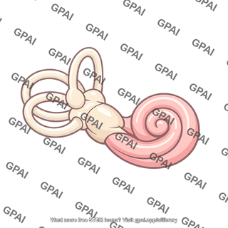 Hearing organ