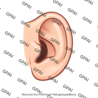 Human ear