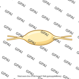 Sympathetic ganglion