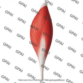 Soleus muscle posterior 393