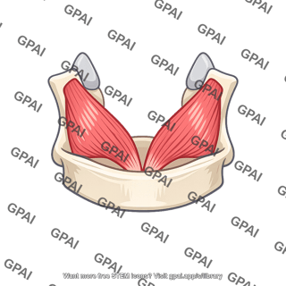 Posterior cricoarytenoid muscle