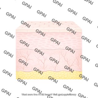 Skin epithelium normal