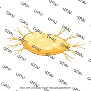 Celiac ganglion