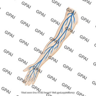 Veins upper limb
