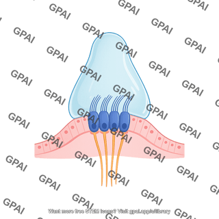 Crista ampullaris upright