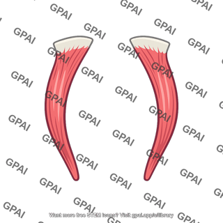 Palatoglossus muscle