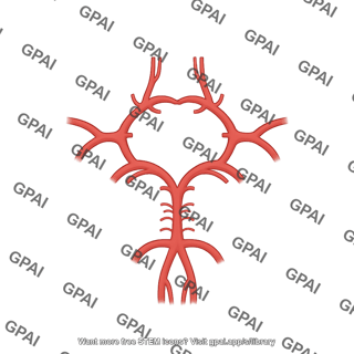Circle of willis