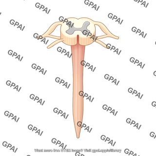 Spinal cord schematic