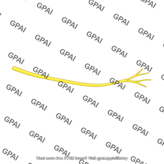 Branching nerve