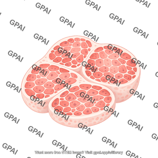 Muscle cross section healthy