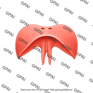Diaphragm simplified