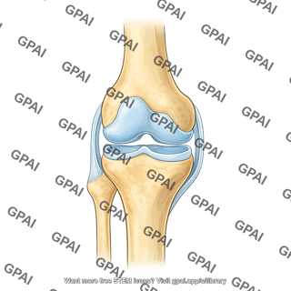 Knee joint
