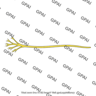 Medial dorsal cutaneous nerve