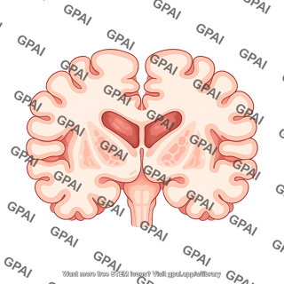 Brain coronal cut at thalamus inferior temporal gyrus middle temporal gyrus