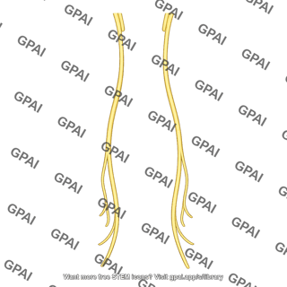 Phrenic nerve