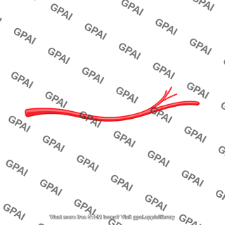 Branching artery